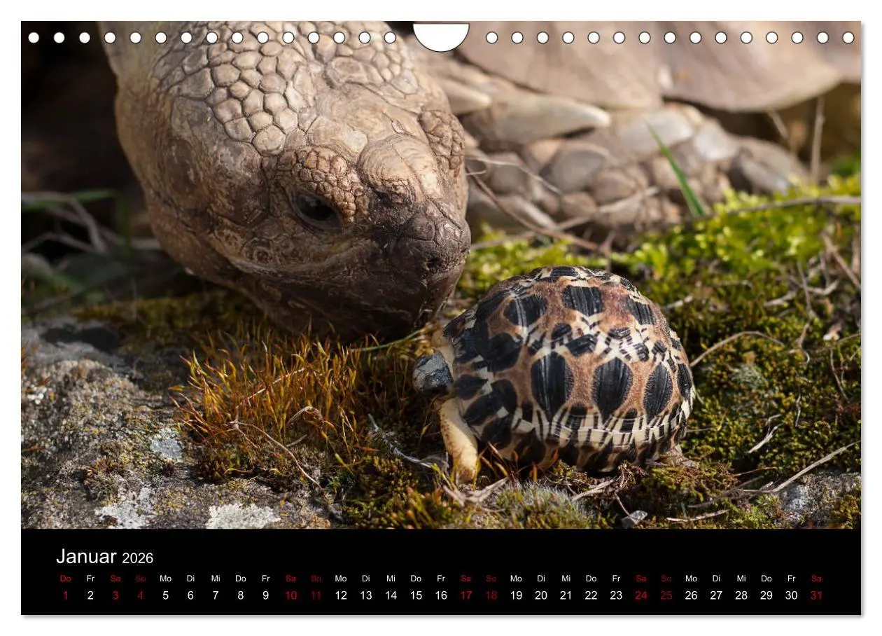 Bild: 9783457865699 | Landschildkröten (Wandkalender 2026 DIN A4 quer), CALVENDO...