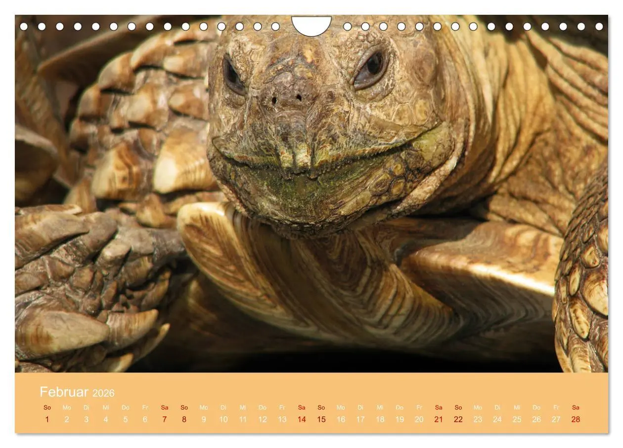 Bild: 9783457865699 | Landschildkröten (Wandkalender 2026 DIN A4 quer), CALVENDO...