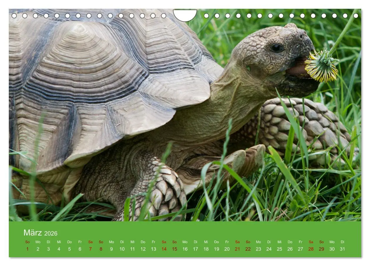 Bild: 9783457865699 | Landschildkröten (Wandkalender 2026 DIN A4 quer), CALVENDO...