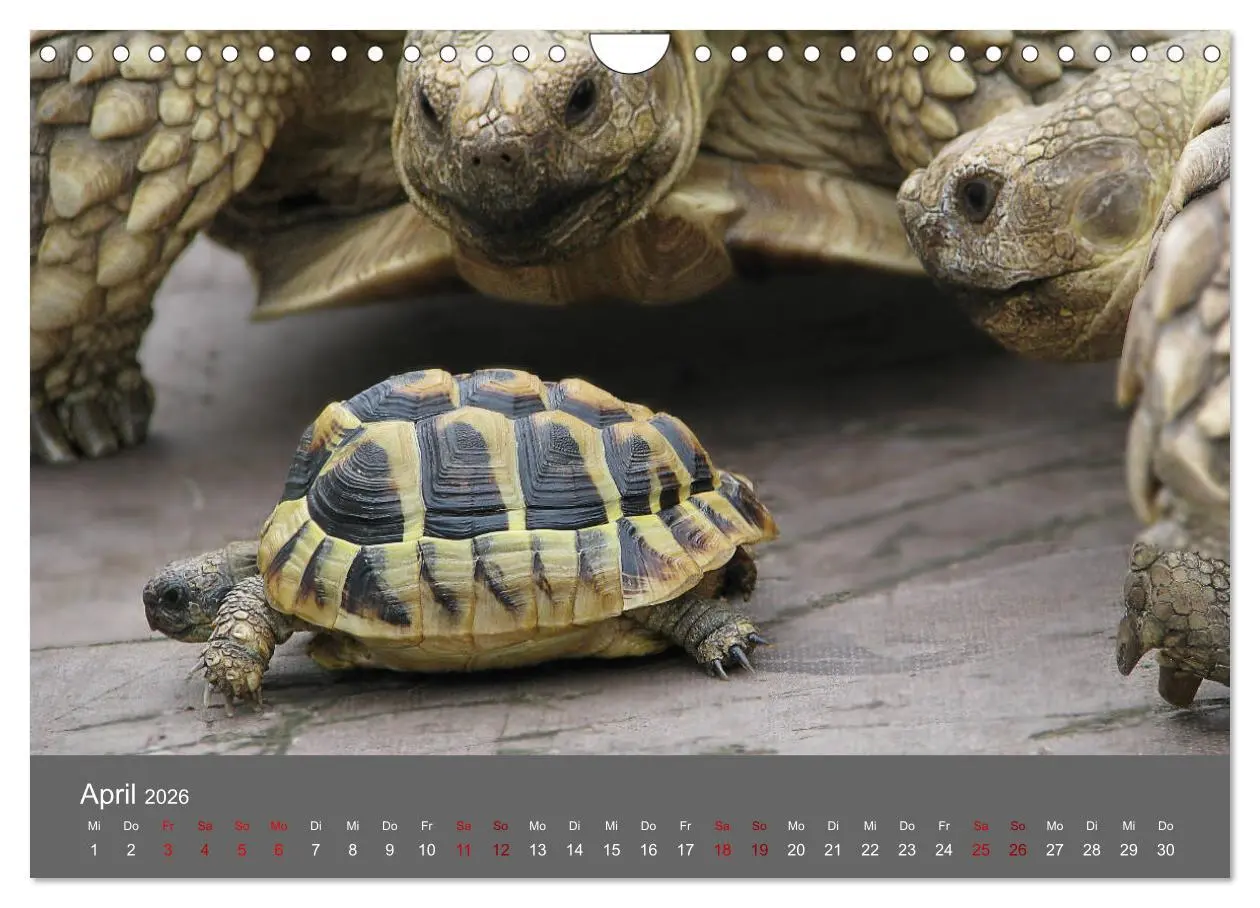 Bild: 9783457865699 | Landschildkröten (Wandkalender 2026 DIN A4 quer), CALVENDO...
