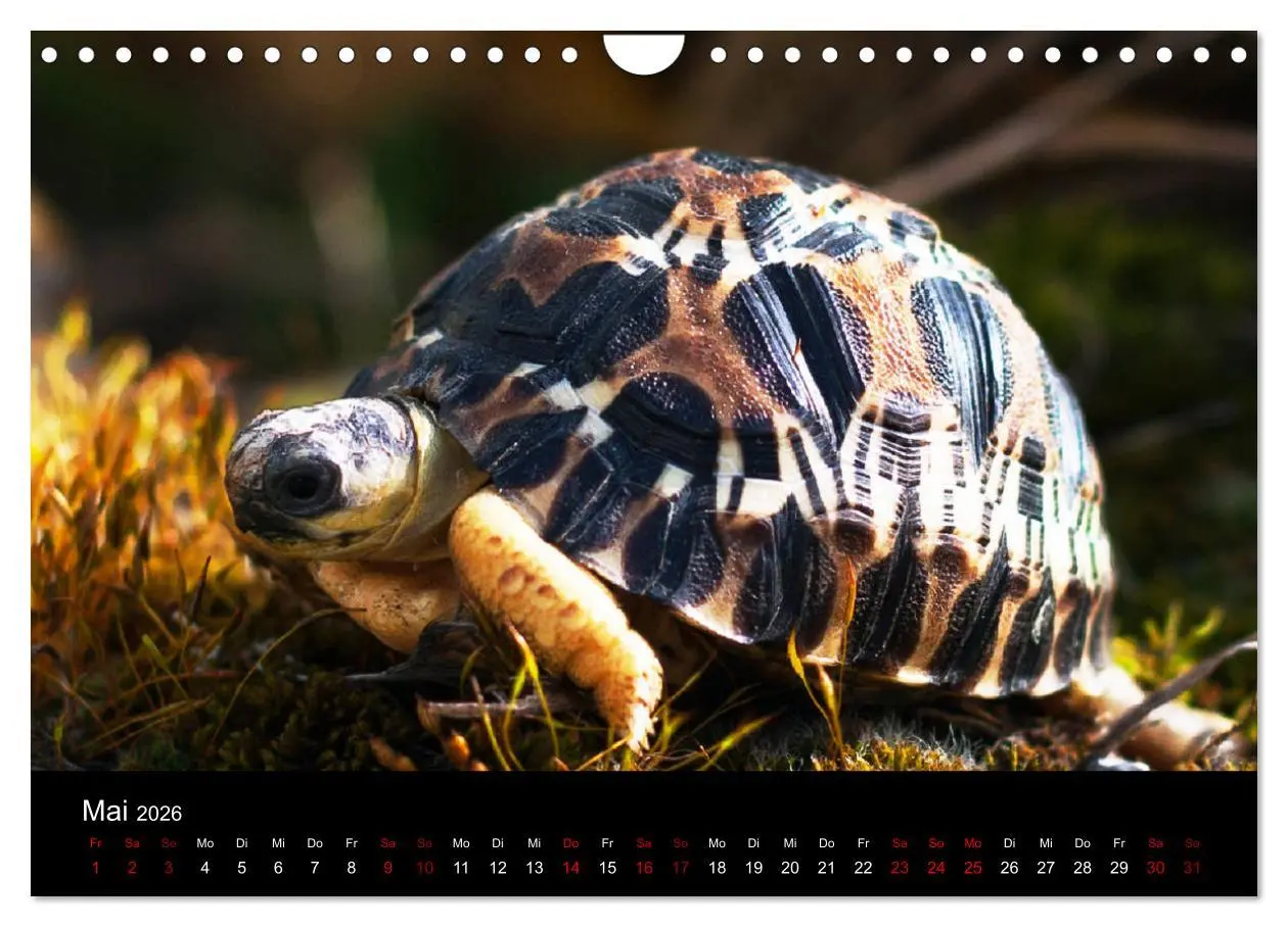 Bild: 9783457865699 | Landschildkröten (Wandkalender 2026 DIN A4 quer), CALVENDO...