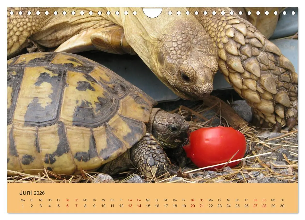 Bild: 9783457865699 | Landschildkröten (Wandkalender 2026 DIN A4 quer), CALVENDO...