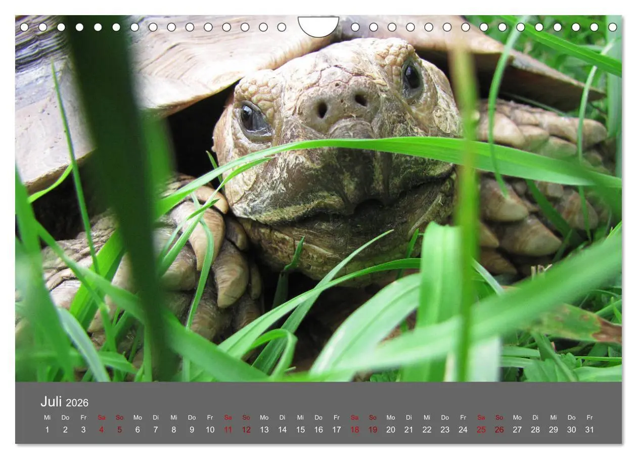 Bild: 9783457865699 | Landschildkröten (Wandkalender 2026 DIN A4 quer), CALVENDO...