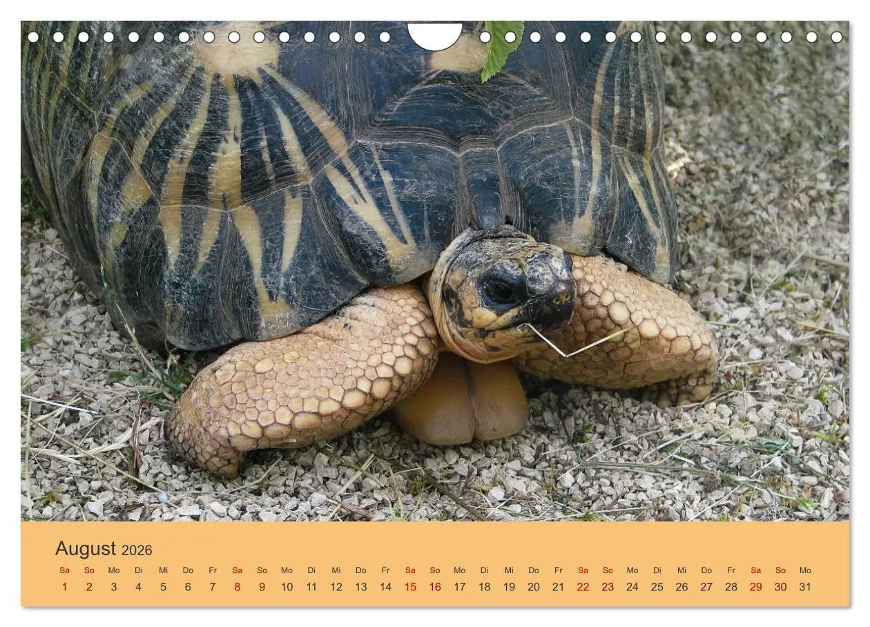 Bild: 9783457865699 | Landschildkröten (Wandkalender 2026 DIN A4 quer), CALVENDO...