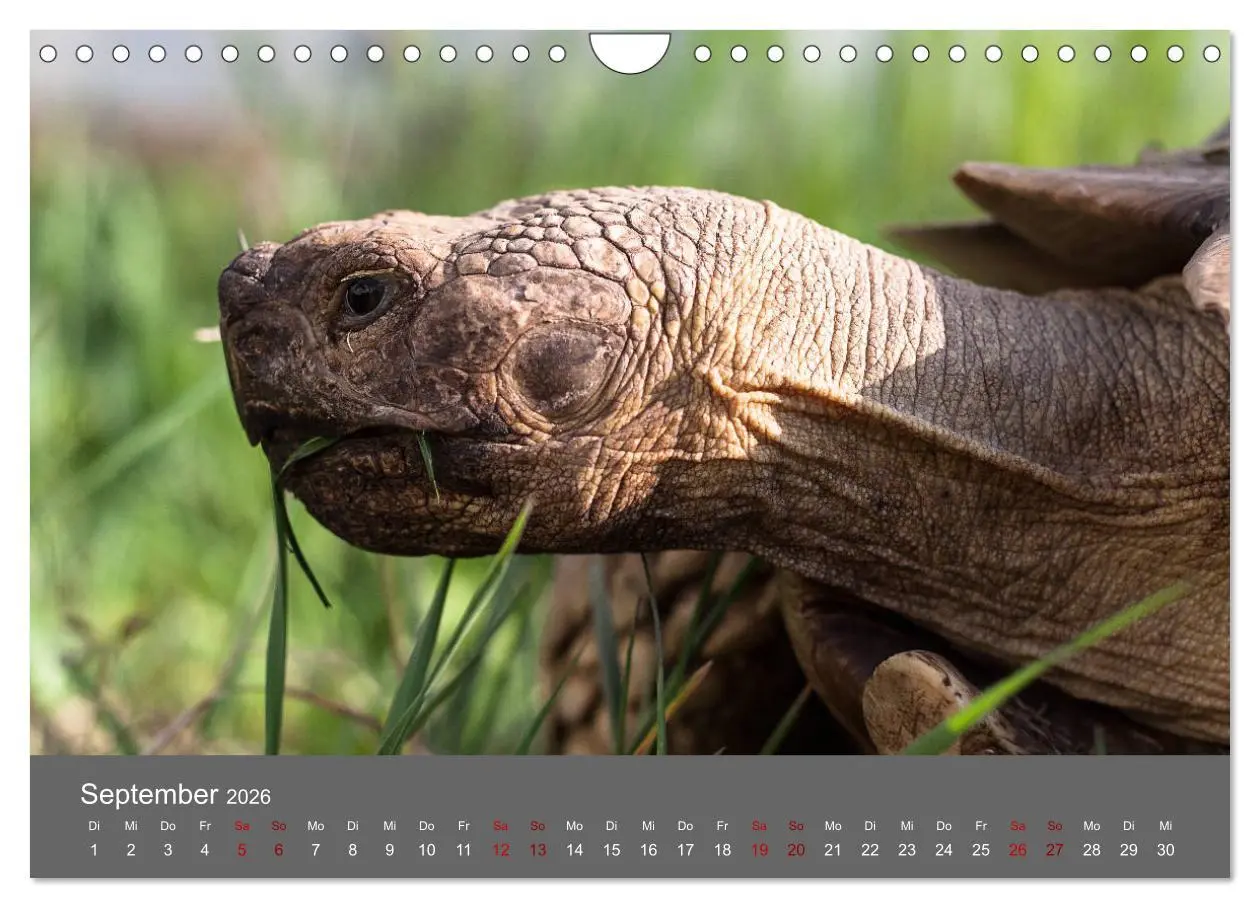Bild: 9783457865699 | Landschildkröten (Wandkalender 2026 DIN A4 quer), CALVENDO...