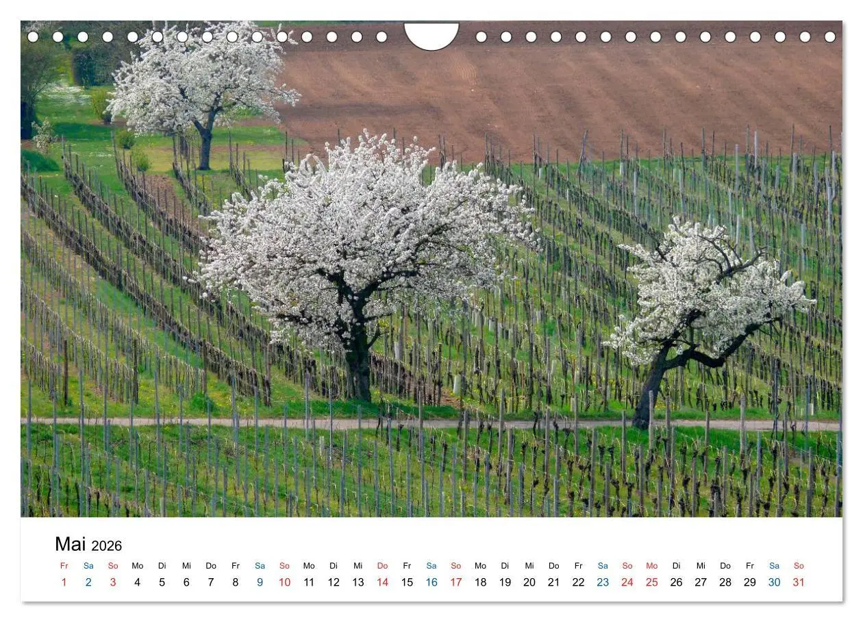 Bild: 9783516195699 | Württemberger Wein 2026 (Wandkalender 2026 DIN A4 quer), CALVENDO...