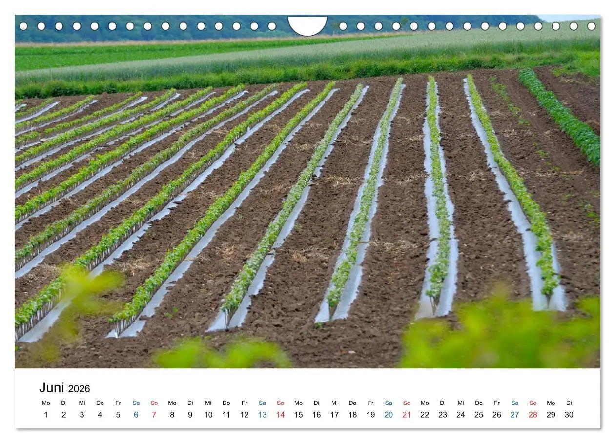 Bild: 9783516195699 | Württemberger Wein 2026 (Wandkalender 2026 DIN A4 quer), CALVENDO...