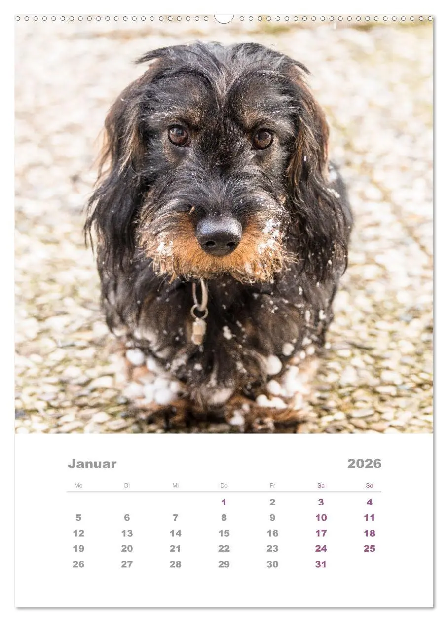 Bild: 9783516335699 | Dackel(augen)blicke (hochwertiger Premium Wandkalender 2026 DIN A2...