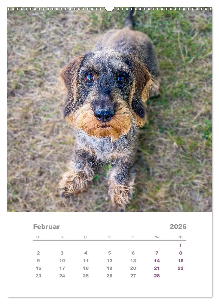 Bild: 9783516335699 | Dackel(augen)blicke (hochwertiger Premium Wandkalender 2026 DIN A2...