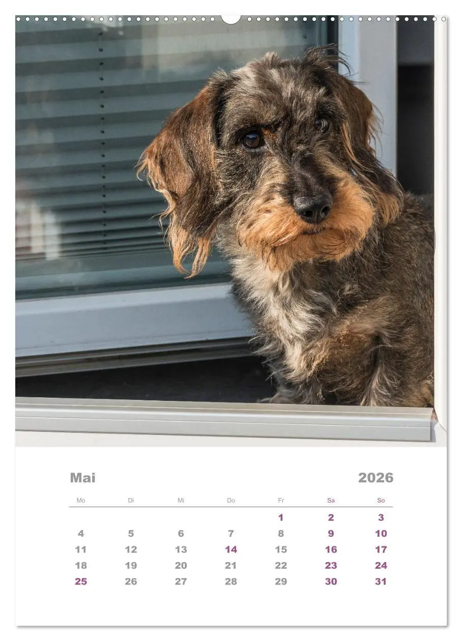 Bild: 9783516335699 | Dackel(augen)blicke (hochwertiger Premium Wandkalender 2026 DIN A2...
