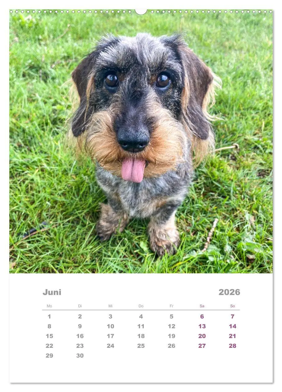 Bild: 9783516335699 | Dackel(augen)blicke (hochwertiger Premium Wandkalender 2026 DIN A2...