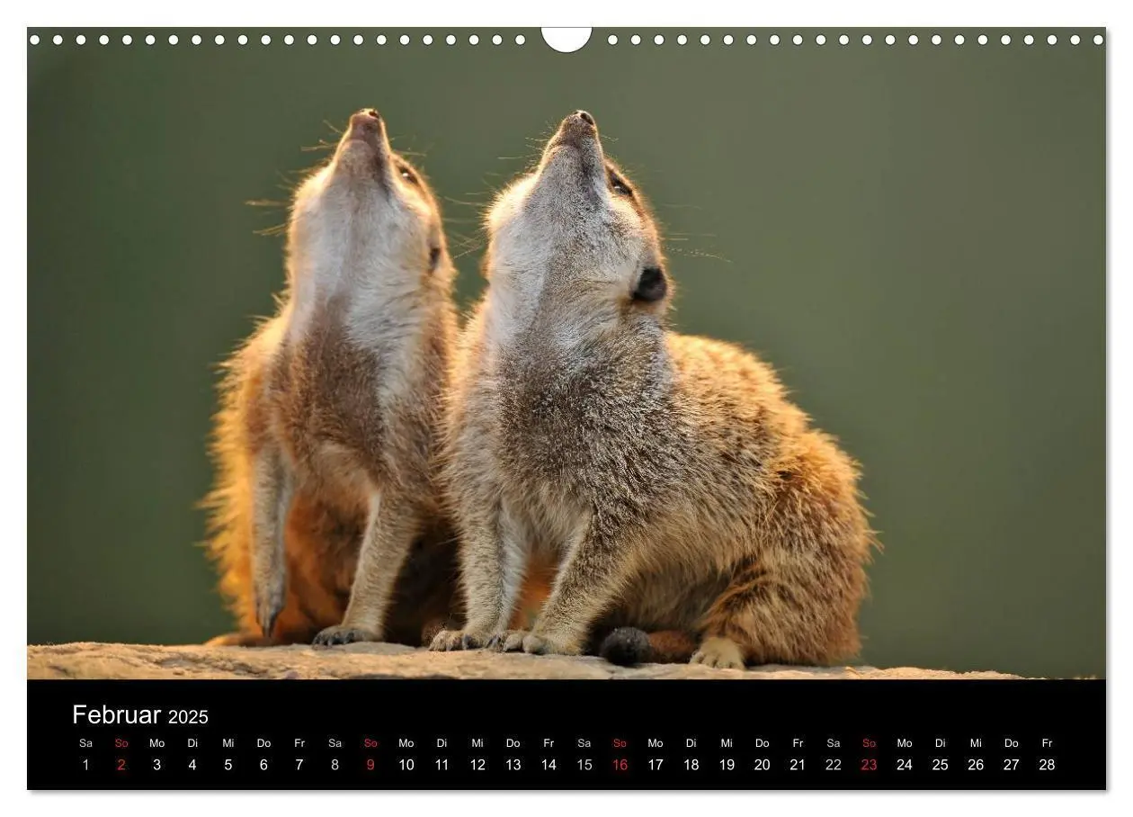Bild: 9783435835799 | Erdmännchen - Tierkinder (Wandkalender 2025 DIN A3 quer), CALVENDO...