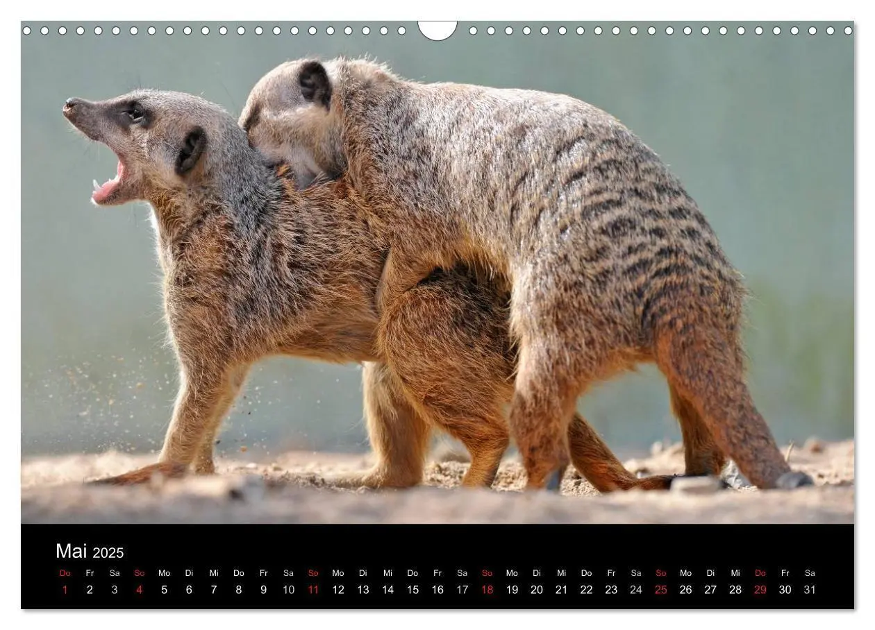 Bild: 9783435835799 | Erdmännchen - Tierkinder (Wandkalender 2025 DIN A3 quer), CALVENDO...