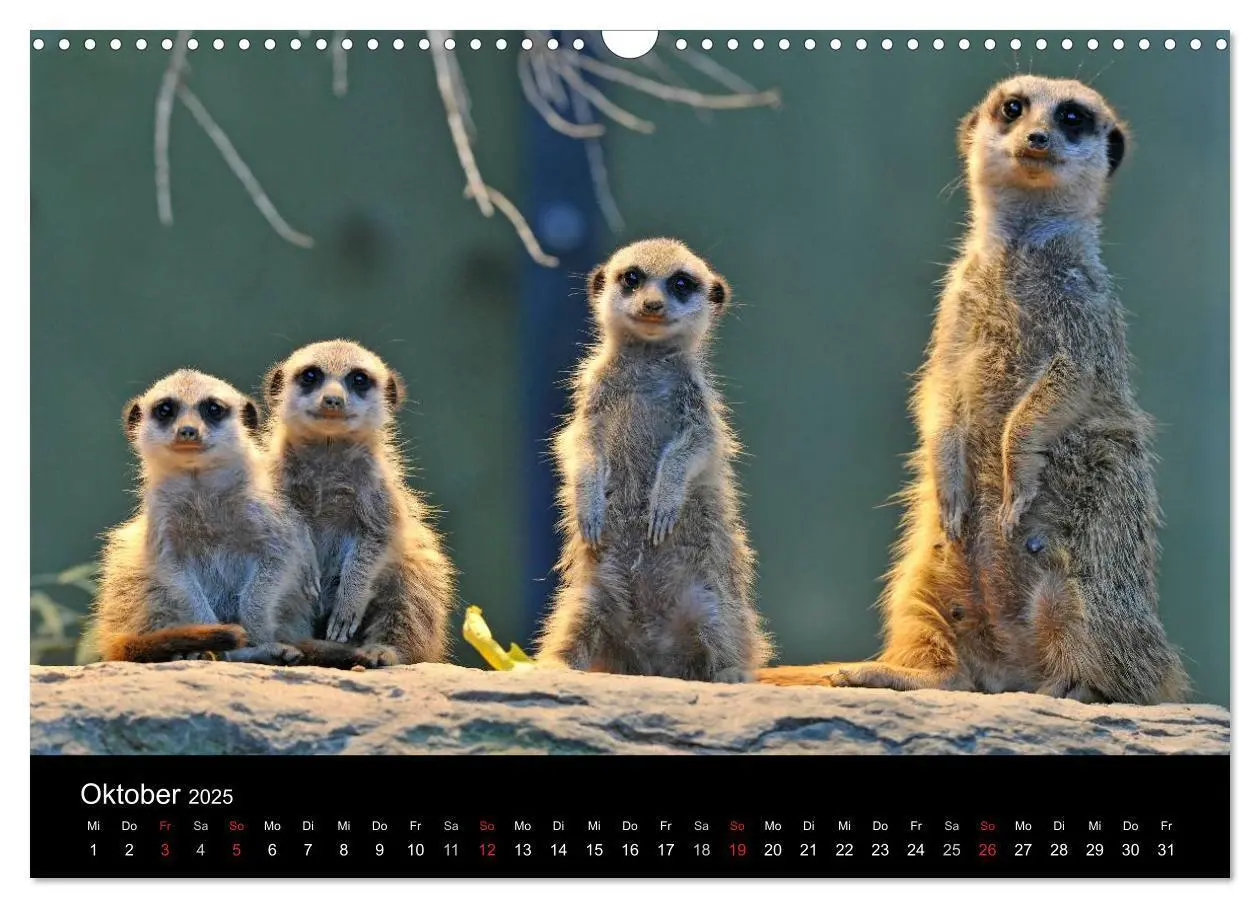 Bild: 9783435835799 | Erdmännchen - Tierkinder (Wandkalender 2025 DIN A3 quer), CALVENDO...