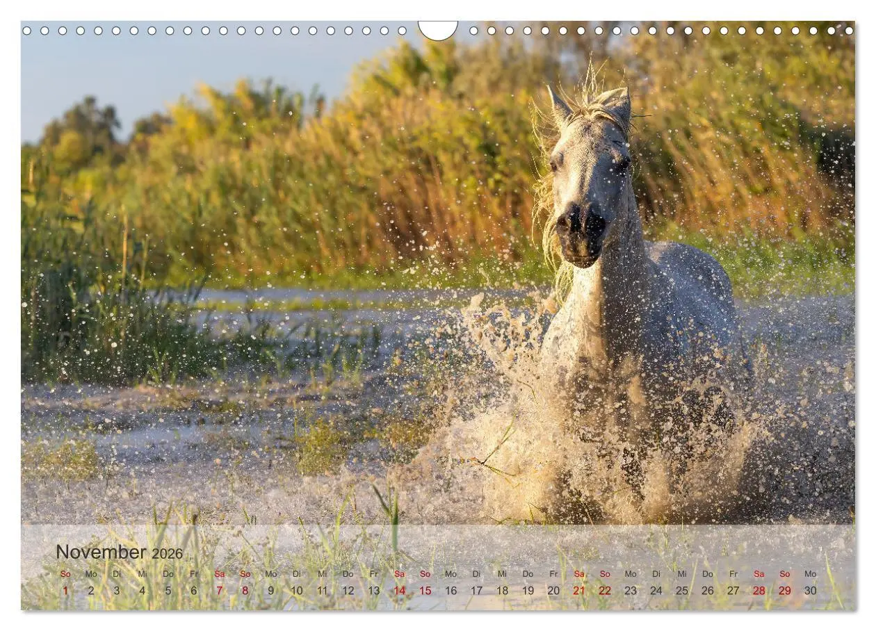 Bild: 9783457305799 | Die weißen Pferde der Camargue (Wandkalender 2026 DIN A3 quer),...