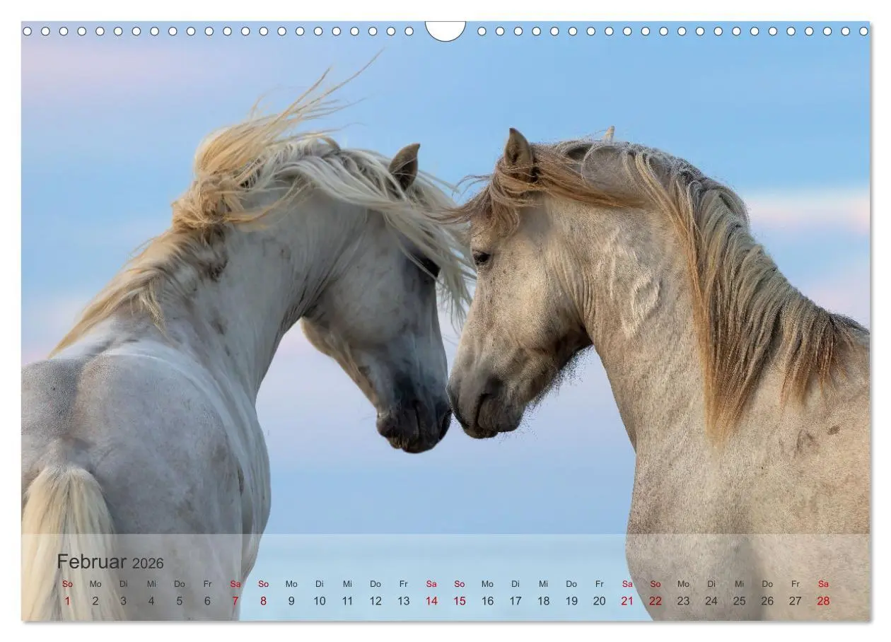 Bild: 9783457305799 | Die weißen Pferde der Camargue (Wandkalender 2026 DIN A3 quer),...
