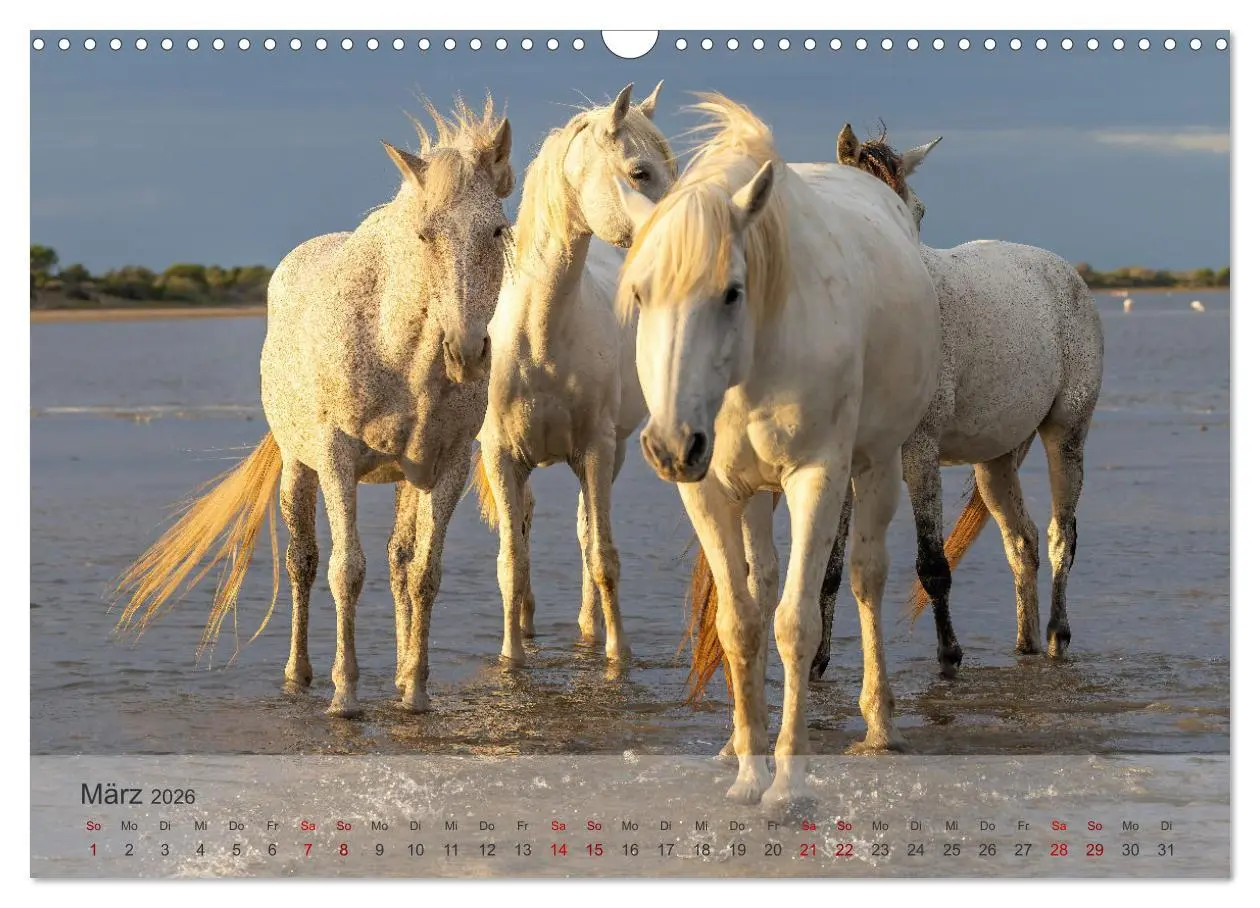 Bild: 9783457305799 | Die weißen Pferde der Camargue (Wandkalender 2026 DIN A3 quer),...
