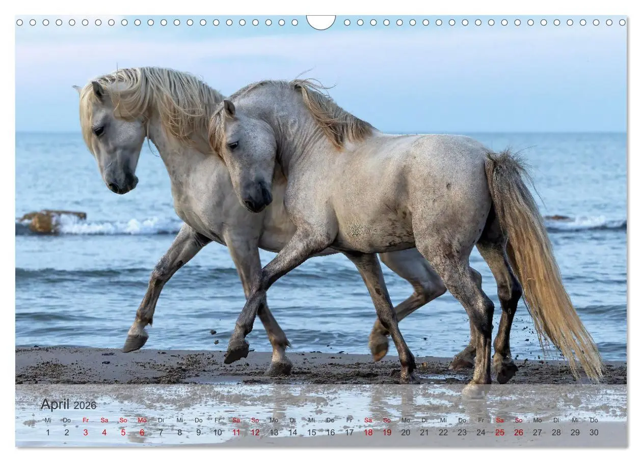 Bild: 9783457305799 | Die weißen Pferde der Camargue (Wandkalender 2026 DIN A3 quer),...
