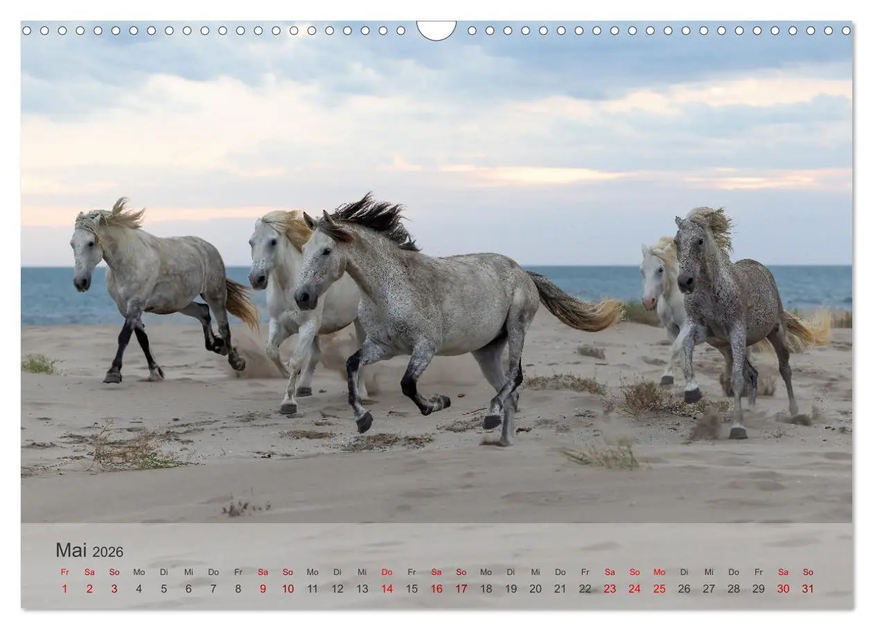 Bild: 9783457305799 | Die weißen Pferde der Camargue (Wandkalender 2026 DIN A3 quer),...