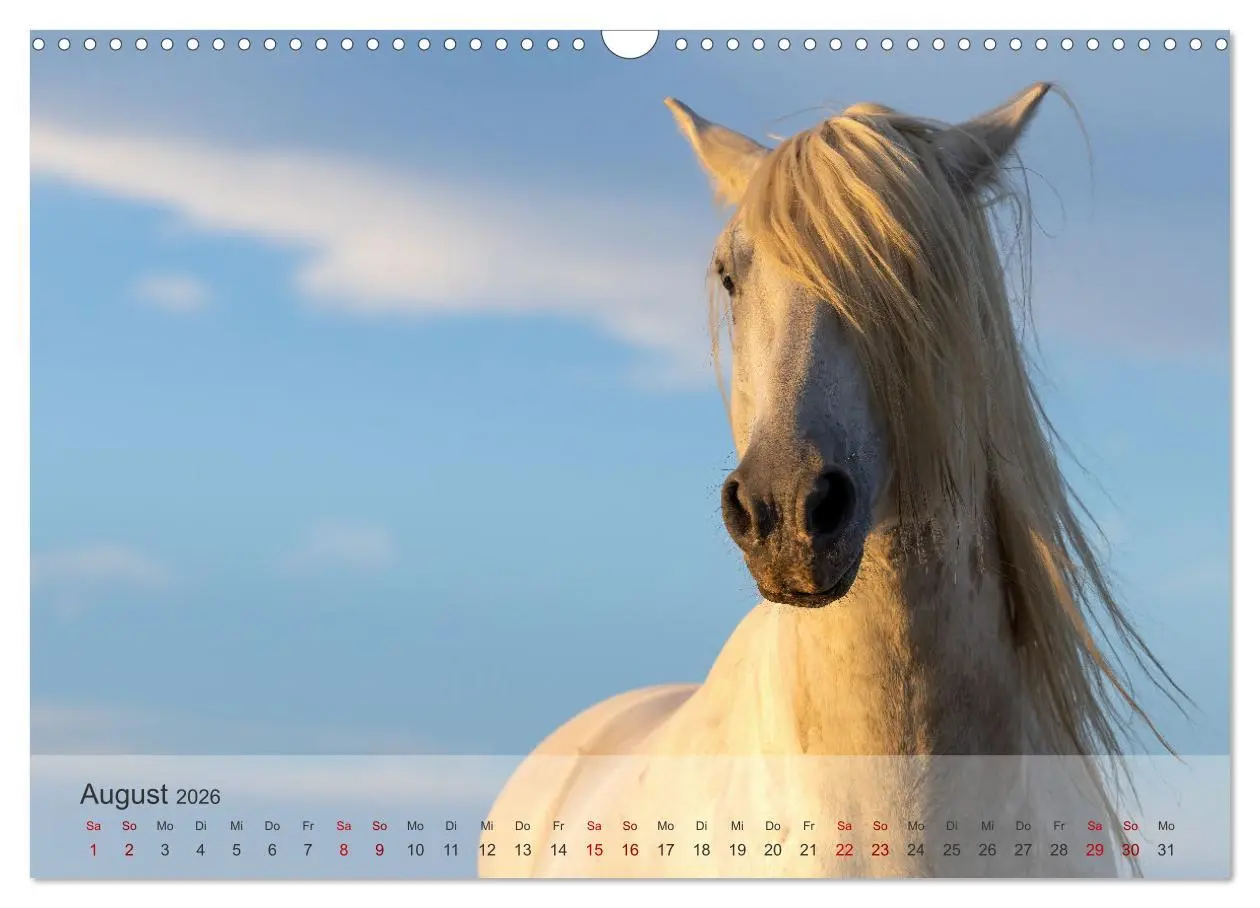 Bild: 9783457305799 | Die weißen Pferde der Camargue (Wandkalender 2026 DIN A3 quer),...