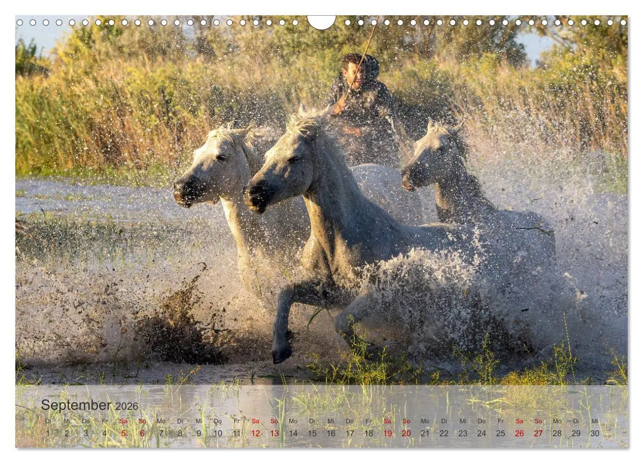 Bild: 9783457305799 | Die weißen Pferde der Camargue (Wandkalender 2026 DIN A3 quer),...