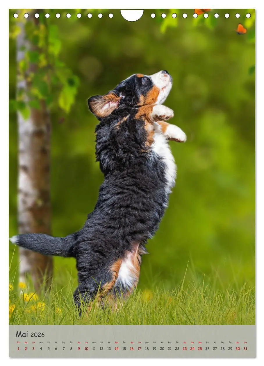 Bild: 9783516255799 | Berner Sennenhund - Ein Hund für alle Fälle (Wandkalender 2026 DIN...