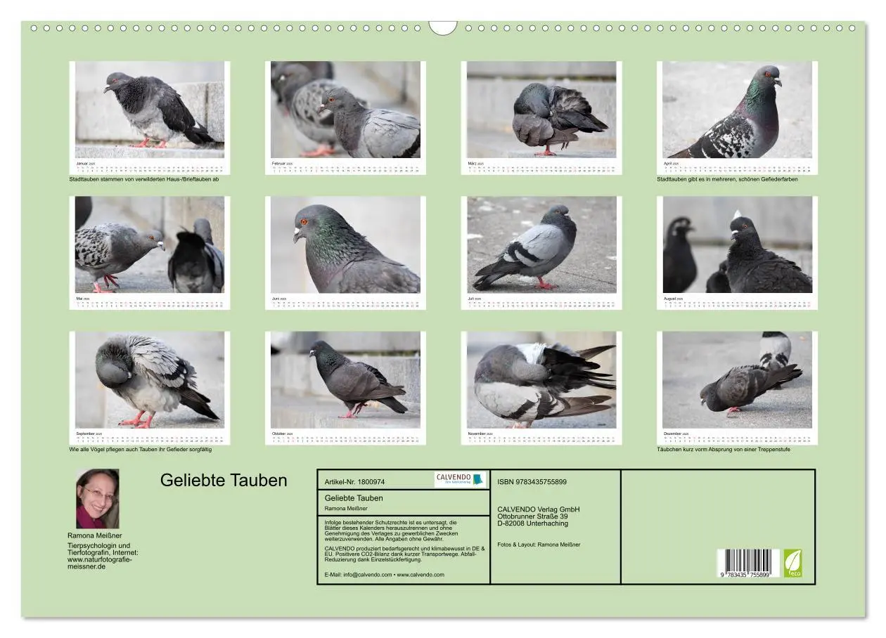 Bild: 9783435755899 | Geliebte Tauben (Wandkalender 2025 DIN A2 quer), CALVENDO...
