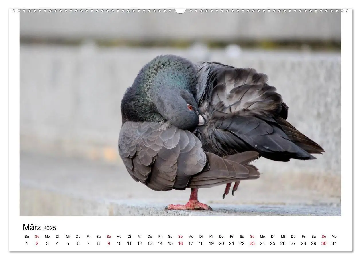 Bild: 9783435755899 | Geliebte Tauben (Wandkalender 2025 DIN A2 quer), CALVENDO...