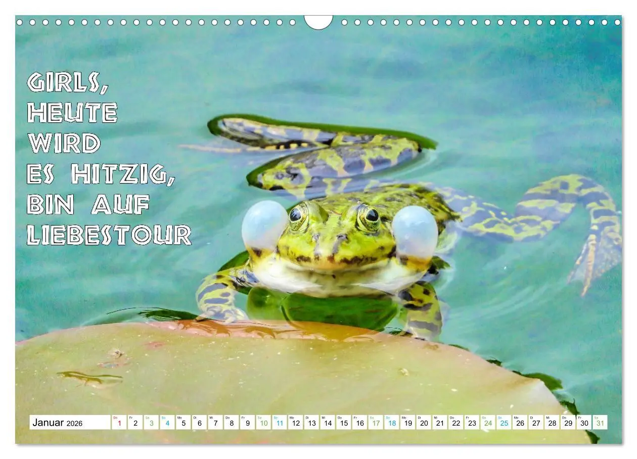 Bild: 9783457535899 | Frosch quakt Sprüche (Wandkalender 2026 DIN A3 quer), CALVENDO...