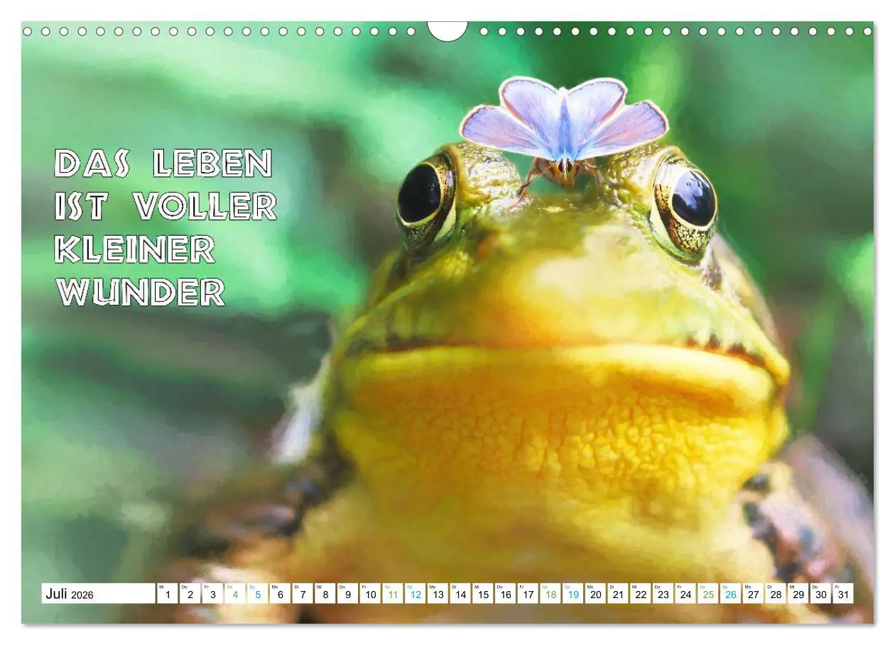 Bild: 9783457535899 | Frosch quakt Sprüche (Wandkalender 2026 DIN A3 quer), CALVENDO...