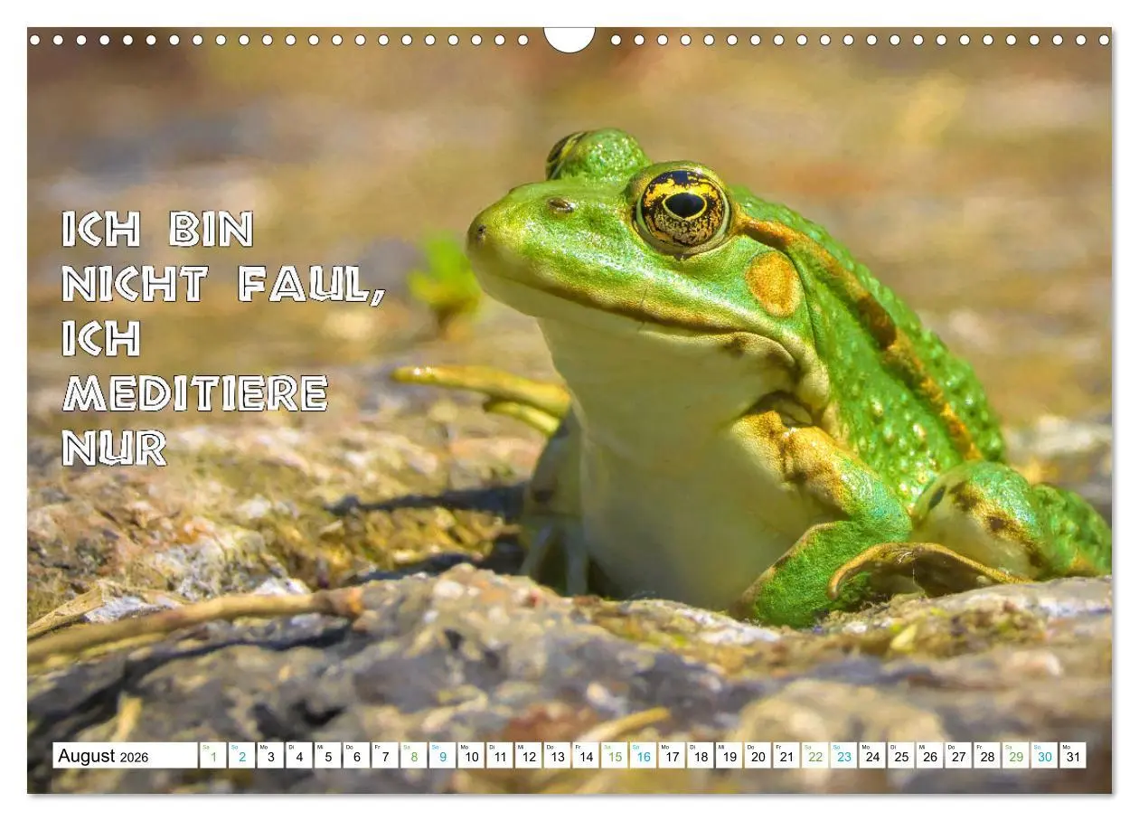Bild: 9783457535899 | Frosch quakt Sprüche (Wandkalender 2026 DIN A3 quer), CALVENDO...