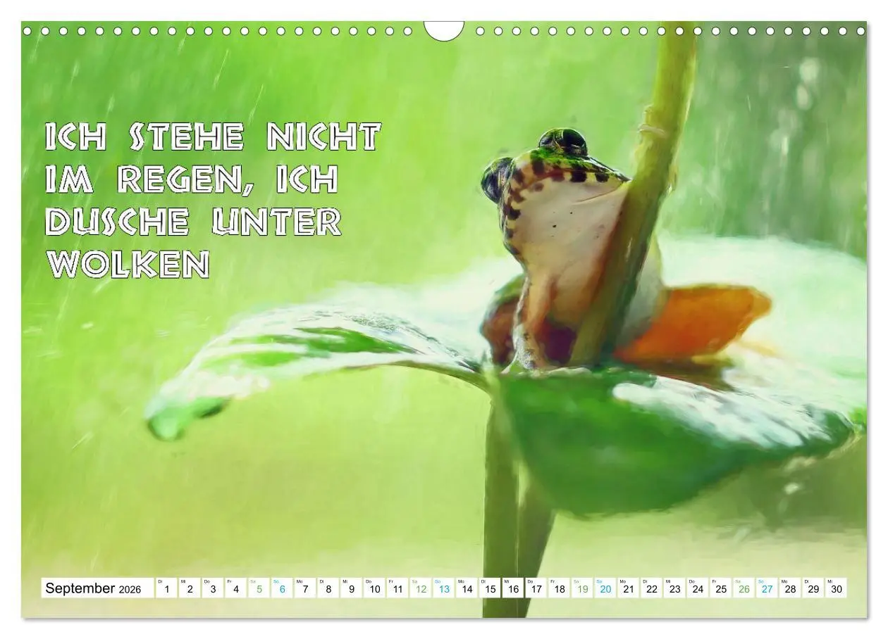 Bild: 9783457535899 | Frosch quakt Sprüche (Wandkalender 2026 DIN A3 quer), CALVENDO...