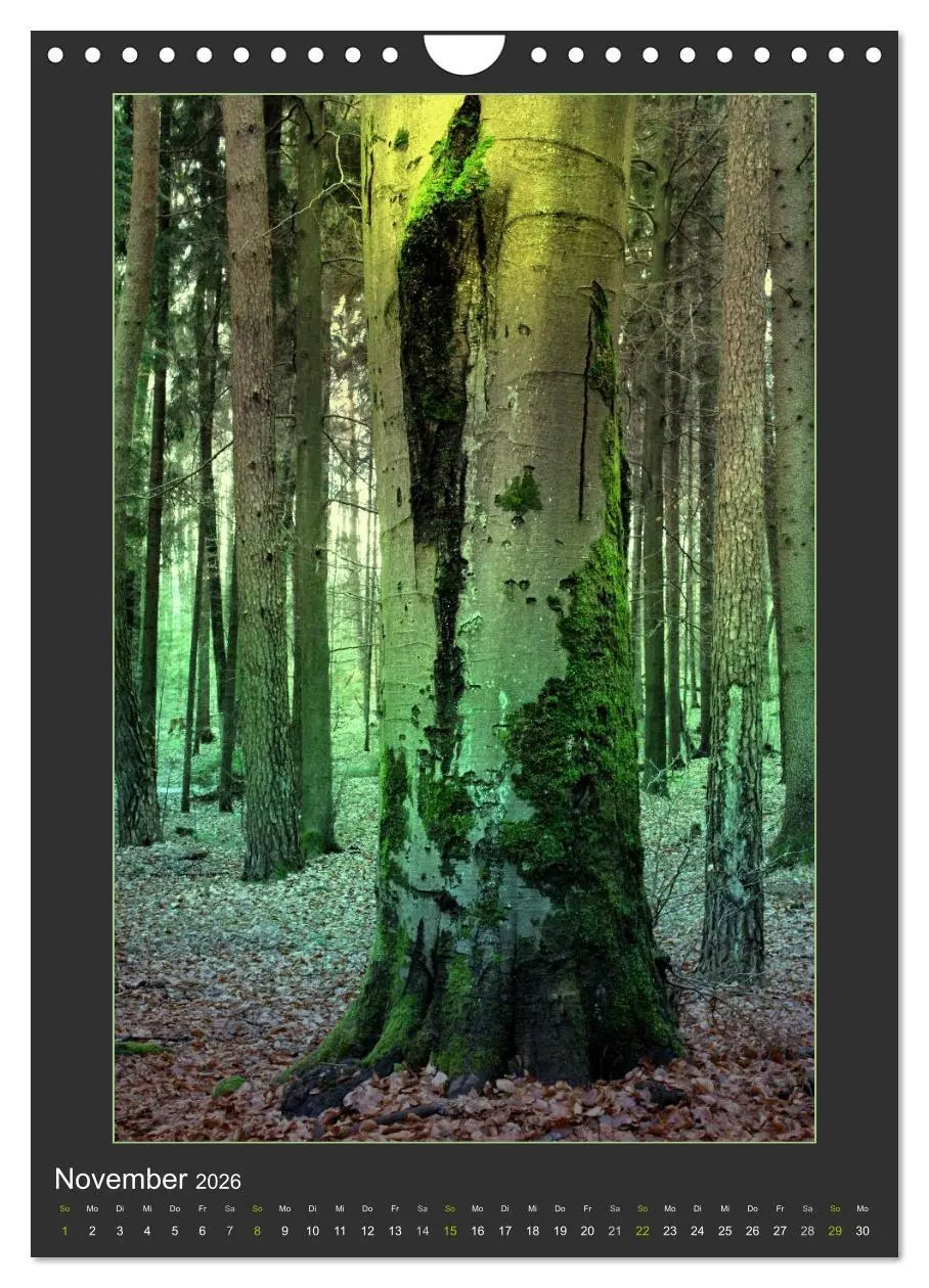 Bild: 9783516485899 | Das Seelenlicht der Bäume (Wandkalender 2026 DIN A4 hoch), CALVENDO...