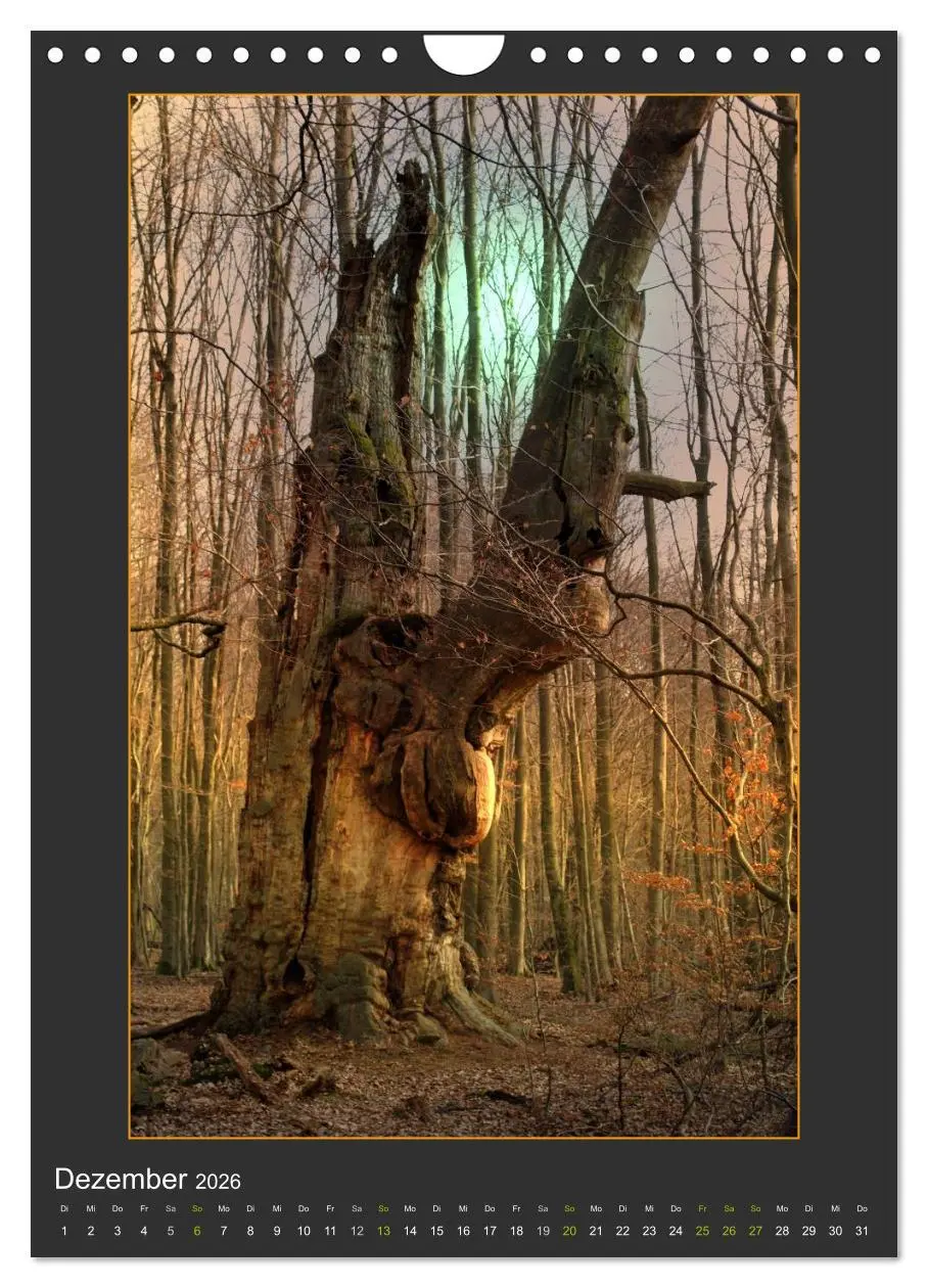 Bild: 9783516485899 | Das Seelenlicht der Bäume (Wandkalender 2026 DIN A4 hoch), CALVENDO...
