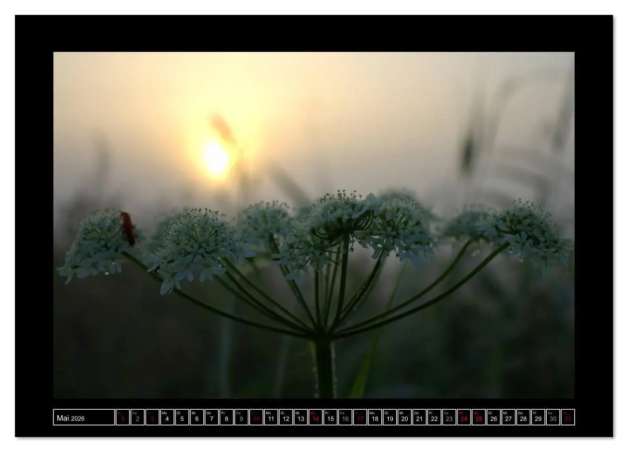 Bild: 9783457905999 | Lichtlandschaft Worpswede (Wandkalender 2026 DIN A2 quer), CALVENDO...