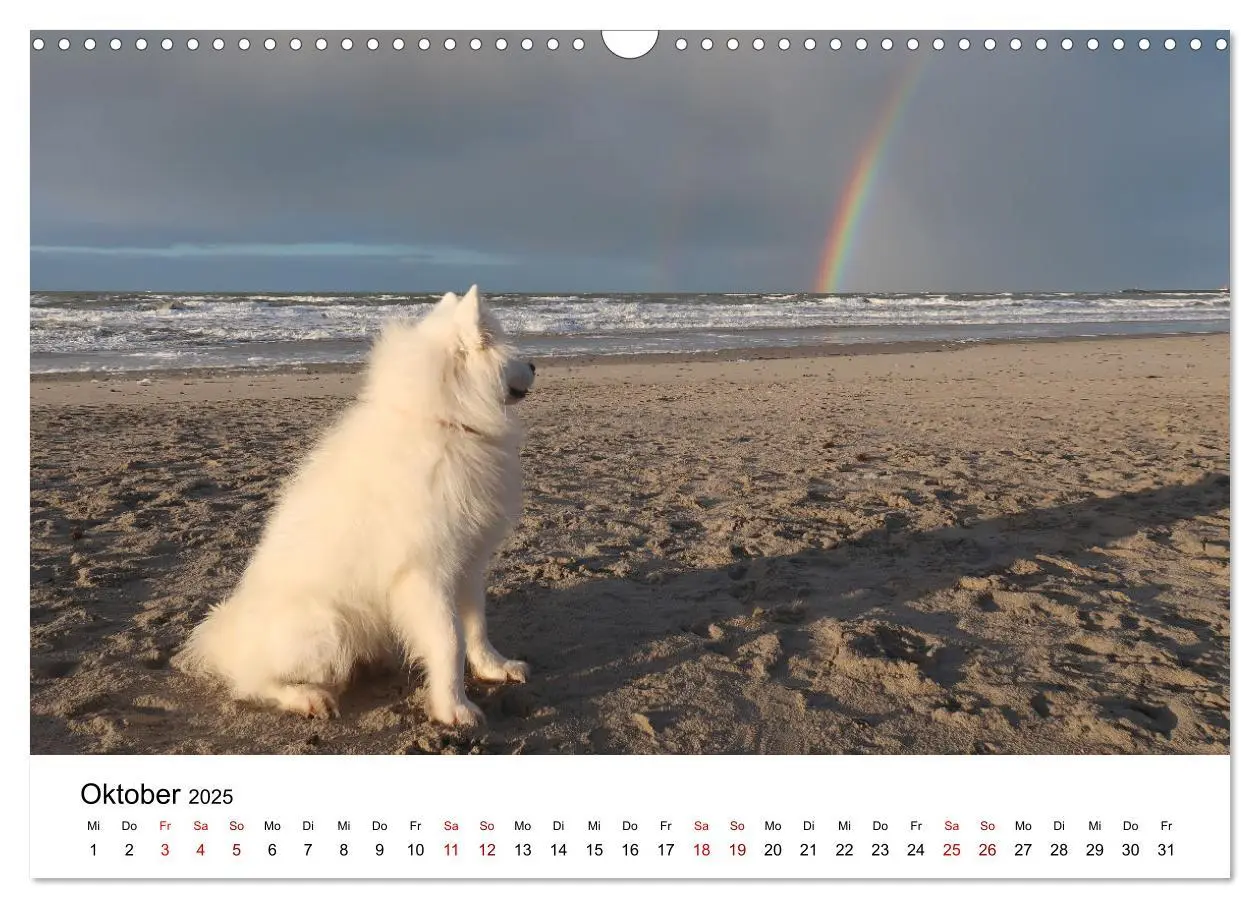 Bild: 9783435016099 | Ein Samojede am Meer (Wandkalender 2025 DIN A3 quer), CALVENDO...