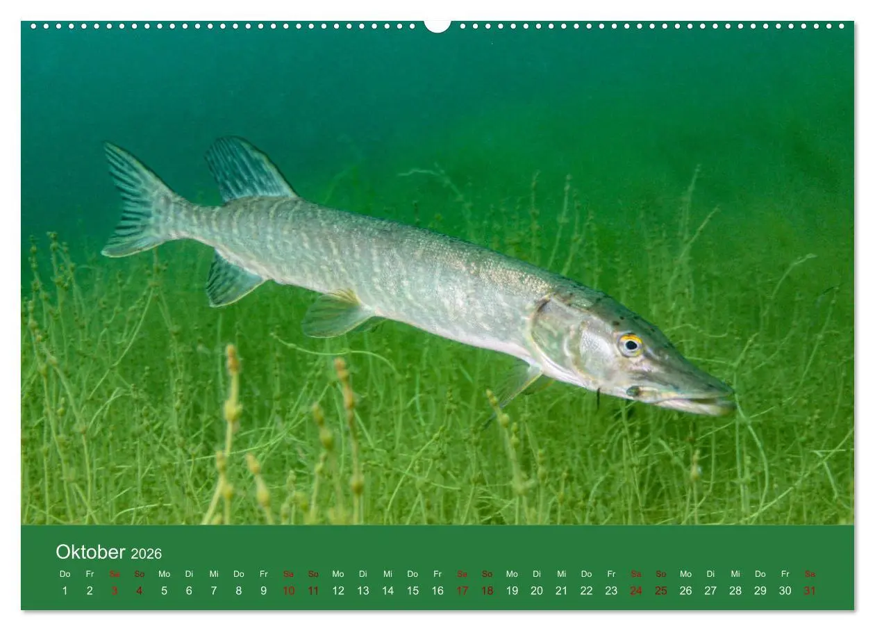 Bild: 9783457896099 | Faszination Süsswasser (Wandkalender 2026 DIN A2 quer), CALVENDO...