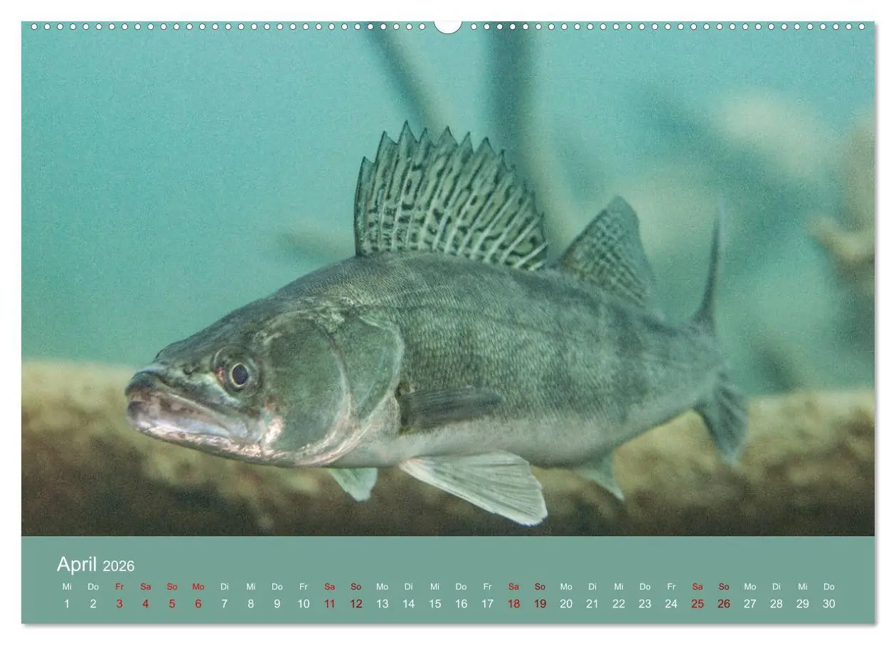Bild: 9783457896099 | Faszination Süsswasser (Wandkalender 2026 DIN A2 quer), CALVENDO...