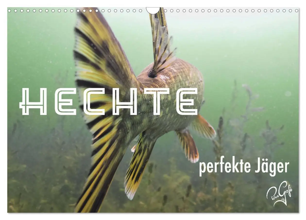 Cover: 9783457646199 | Hechte - perfekte Jäger (Wandkalender 2026 DIN A3 quer), CALVENDO...
