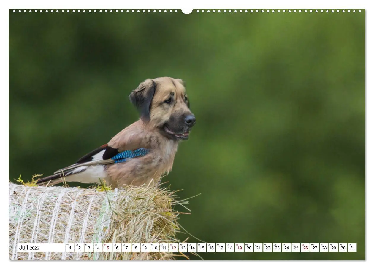 Bild: 9783457886199 | Lustige Tier-Hybriden (Wandkalender 2026 DIN A2 quer), CALVENDO...