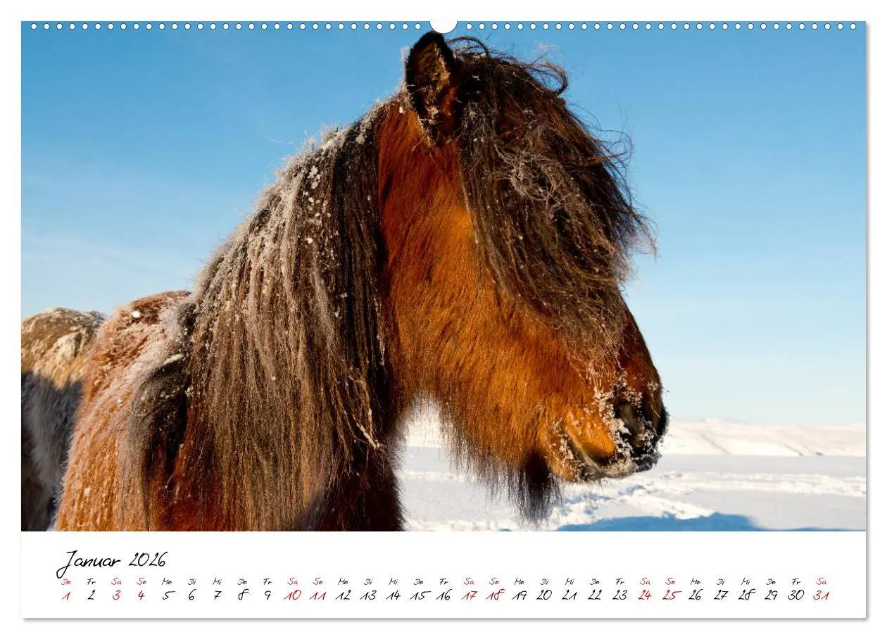 Bild: 9783457706299 | Islandpferde take it Isi (hochwertiger Premium Wandkalender 2026...