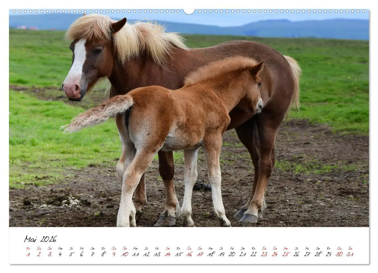 Bild: 9783457706299 | Islandpferde take it Isi (hochwertiger Premium Wandkalender 2026...