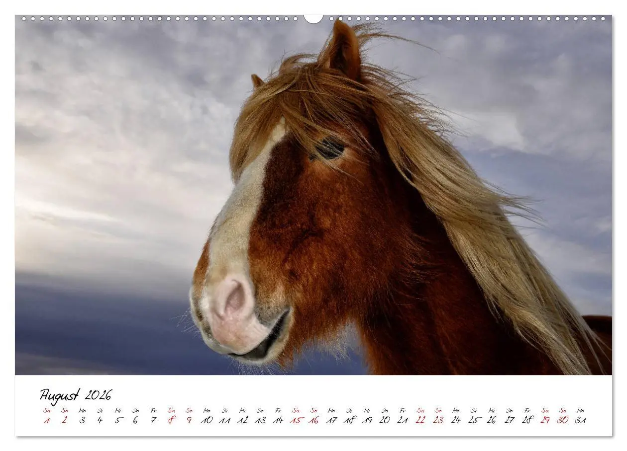 Bild: 9783457706299 | Islandpferde take it Isi (hochwertiger Premium Wandkalender 2026...