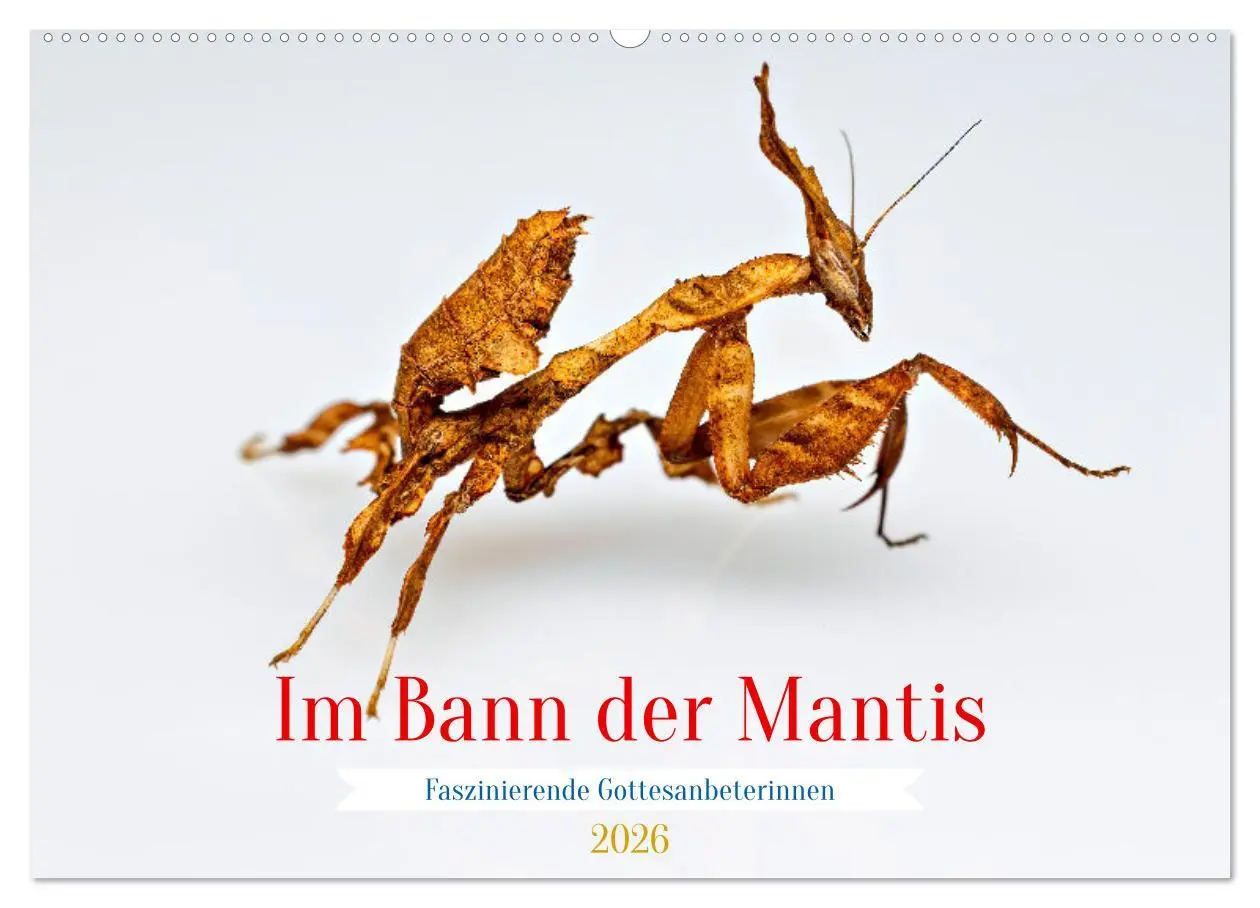 Cover: 9783457246399 | Im Bann der Mantis (Wandkalender 2026 DIN A2 quer), CALVENDO...