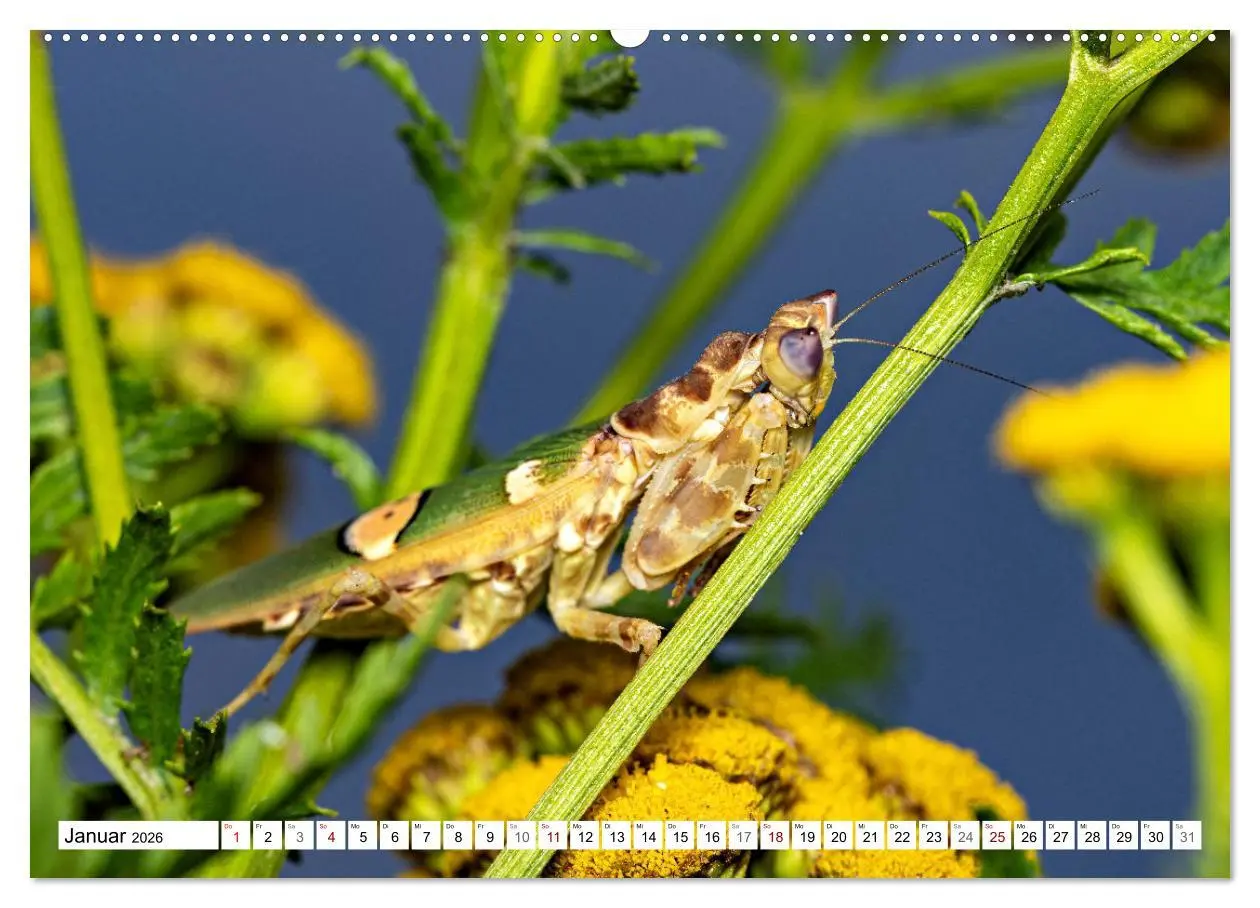 Bild: 9783457246399 | Im Bann der Mantis (Wandkalender 2026 DIN A2 quer), CALVENDO...