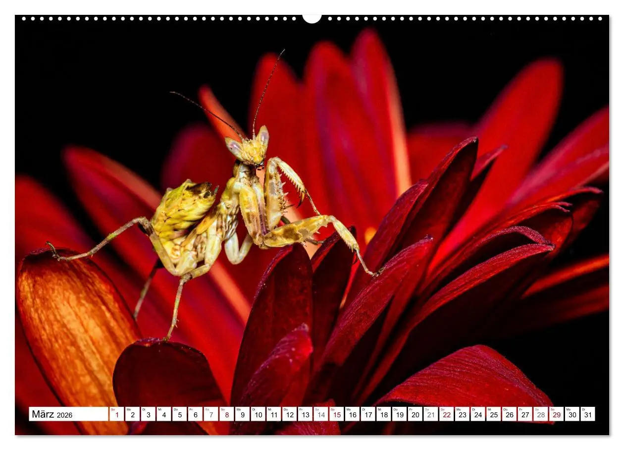 Bild: 9783457246399 | Im Bann der Mantis (Wandkalender 2026 DIN A2 quer), CALVENDO...