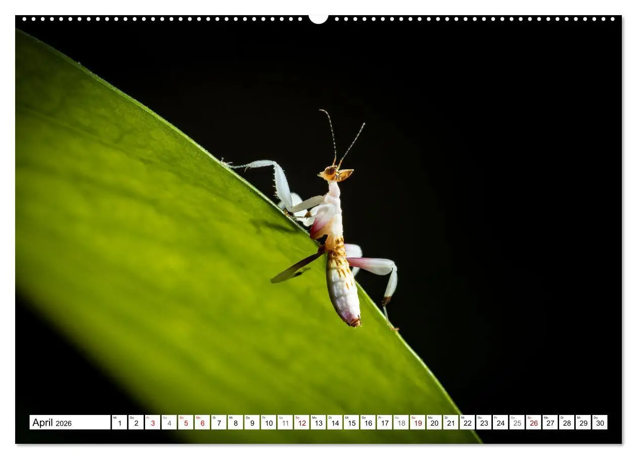 Bild: 9783457246399 | Im Bann der Mantis (Wandkalender 2026 DIN A2 quer), CALVENDO...