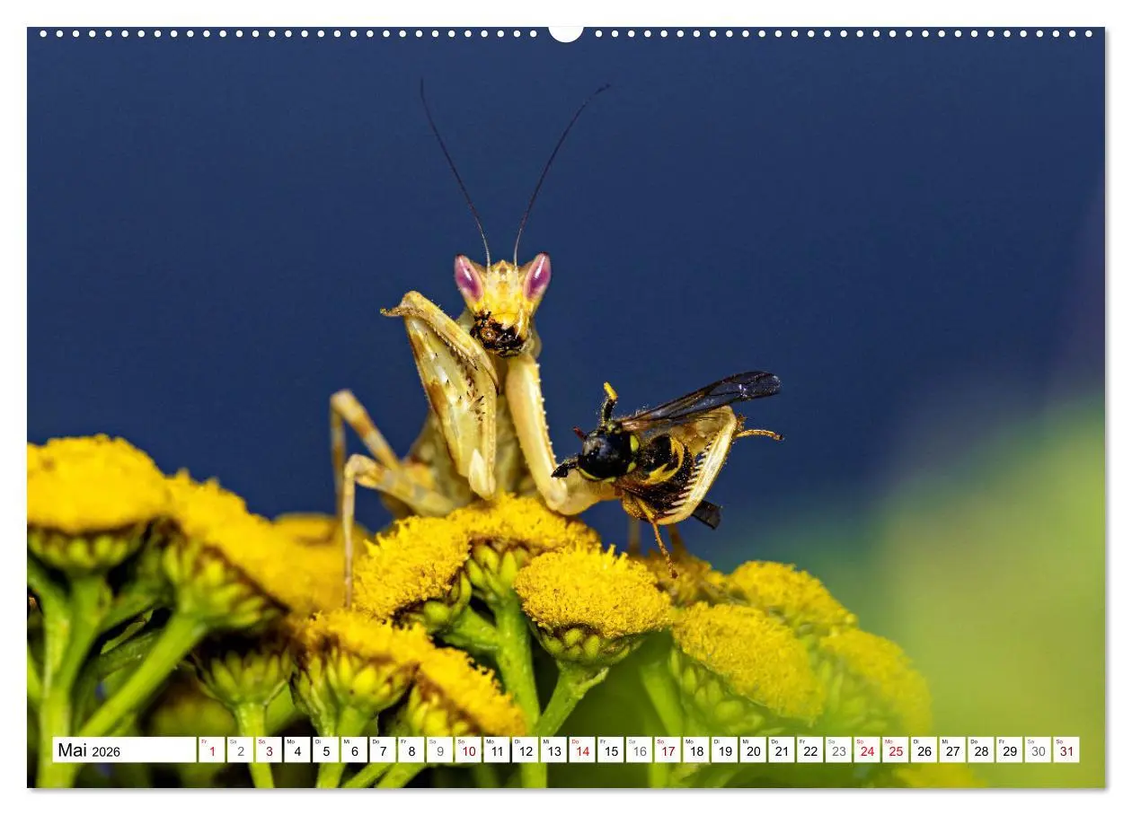 Bild: 9783457246399 | Im Bann der Mantis (Wandkalender 2026 DIN A2 quer), CALVENDO...