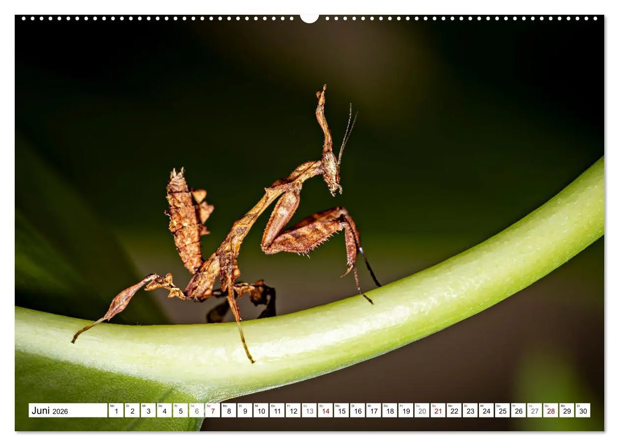Bild: 9783457246399 | Im Bann der Mantis (Wandkalender 2026 DIN A2 quer), CALVENDO...