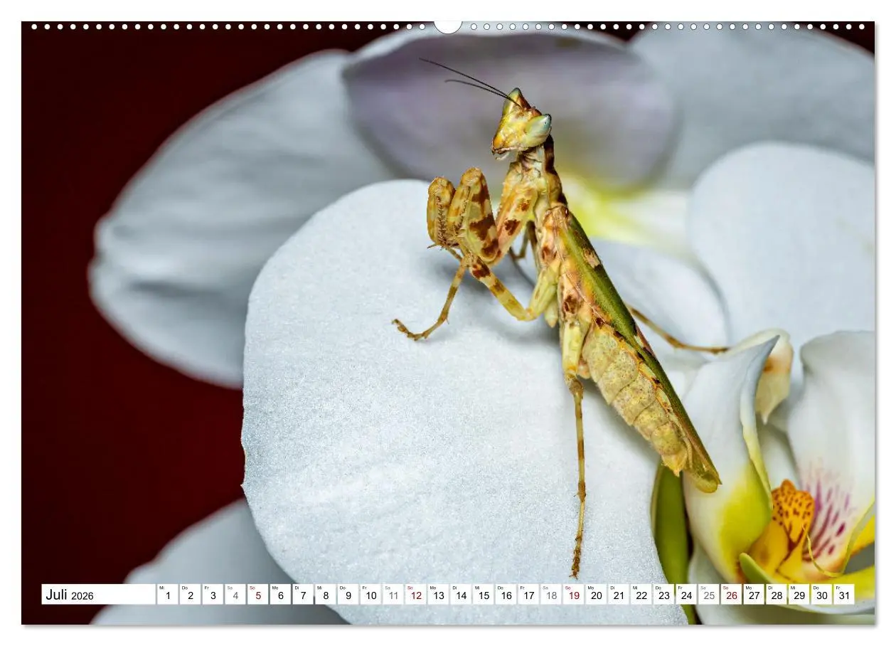 Bild: 9783457246399 | Im Bann der Mantis (Wandkalender 2026 DIN A2 quer), CALVENDO...